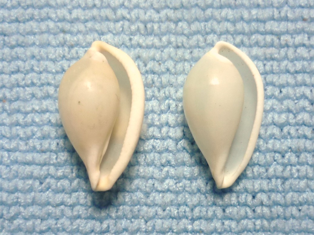 Aperiovula adriatica